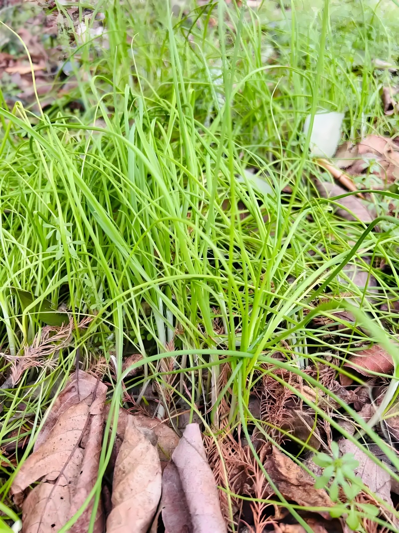 新鲜现挖河南本地野生小蒜野葱