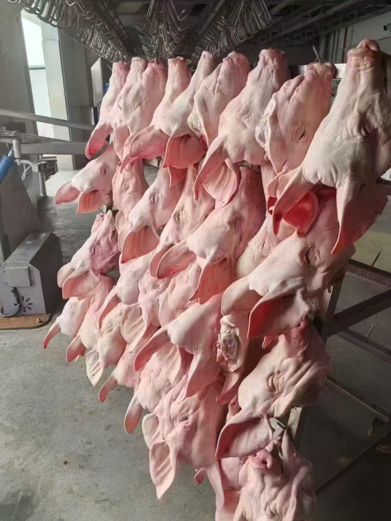 鲜分猪头