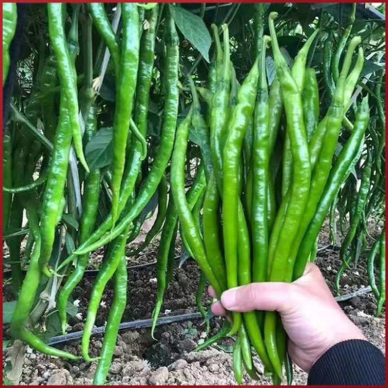 【大果型】辣椒秧苗杂交品种高产抗病线椒秧苗薄皮椒当季蔬菜