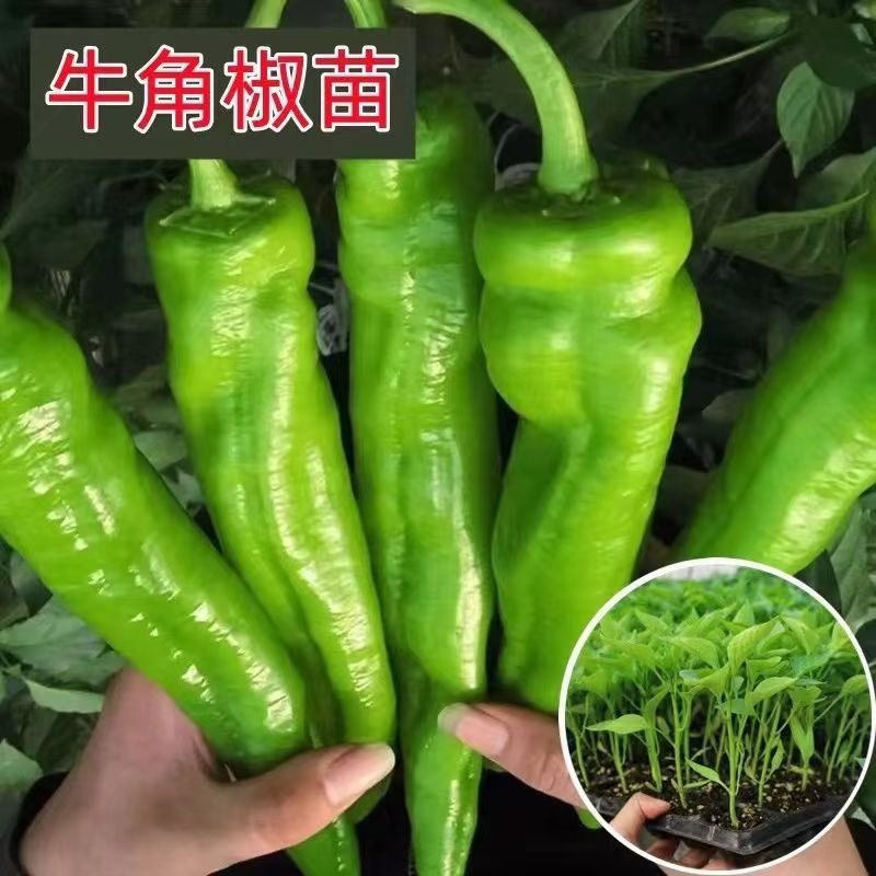 【大果型】辣椒秧苗杂交品种高产抗病线椒秧苗薄皮椒当季蔬菜