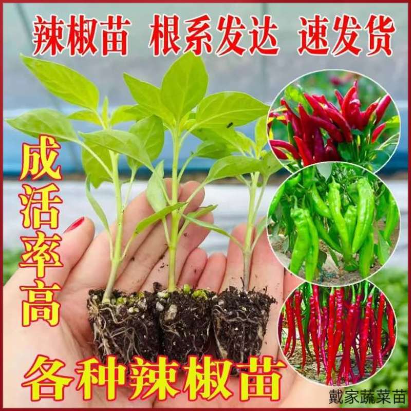 【大果型】辣椒秧苗杂交品种高产抗病线椒秧苗薄皮椒当季蔬菜