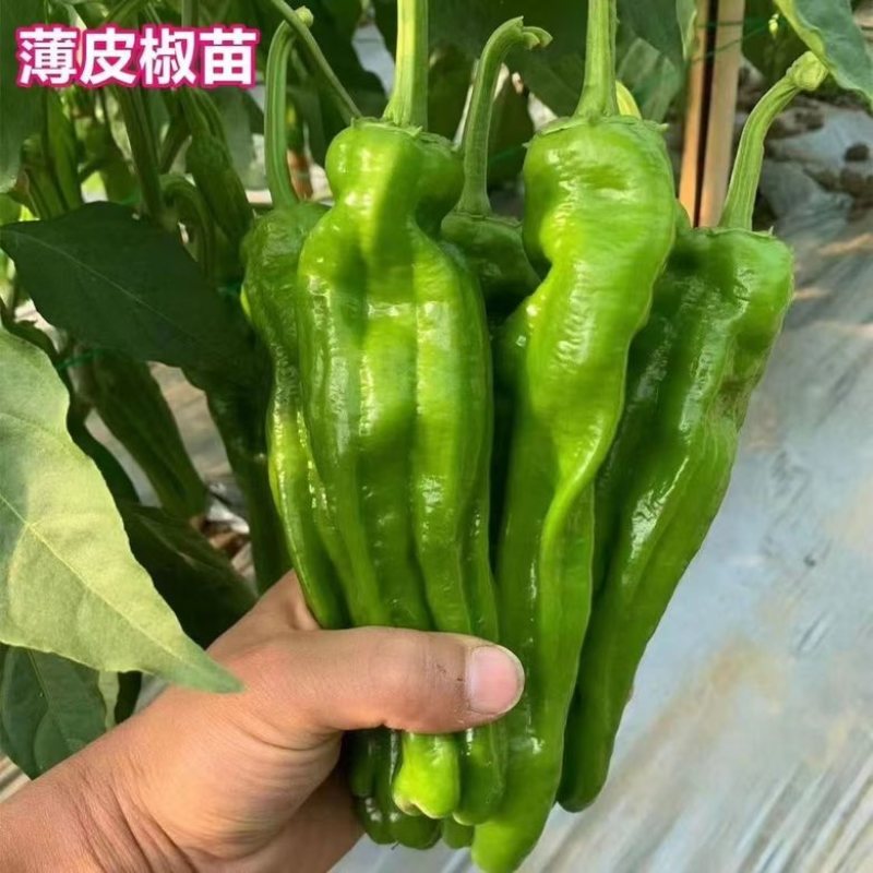 【大果型】辣椒秧苗杂交品种高产抗病线椒秧苗薄皮椒当季蔬菜