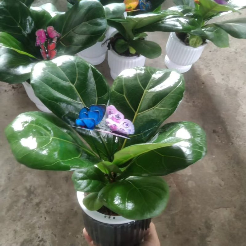大叶琴叶榕绿植大盆栽老桩客厅植物吸甲醛网红北欧小棒棒糖耐阴