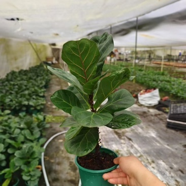 大叶琴叶榕绿植大盆栽老桩客厅植物吸甲醛网红北欧小棒棒糖耐阴