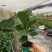 大叶琴叶榕绿植大盆栽老桩客厅植物吸甲醛网红北欧小棒棒糖耐阴