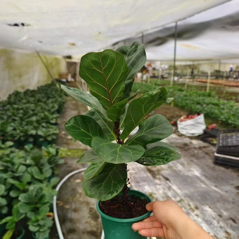 大叶琴叶榕绿植大盆栽老桩客厅植物吸甲醛网红北欧小棒棒糖耐阴