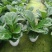 大叶琴叶榕绿植大盆栽老桩客厅植物吸甲醛网红北欧小棒棒糖耐阴