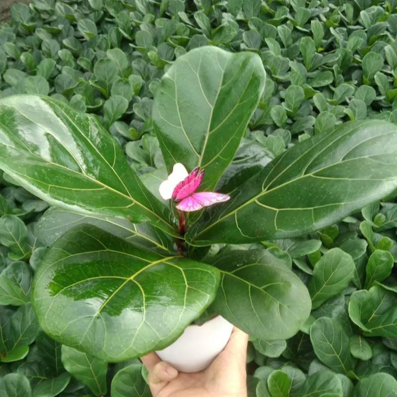 大叶琴叶榕绿植大盆栽老桩客厅植物吸甲醛网红北欧小棒棒糖耐阴