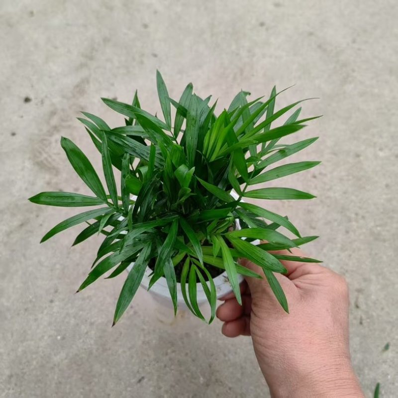 【小森林】袖珍椰子盆栽办公室内桌面好养耐阴植物四季常青小绿植