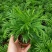 【小森林】袖珍椰子盆栽办公室内桌面好养耐阴植物四季常青小绿植