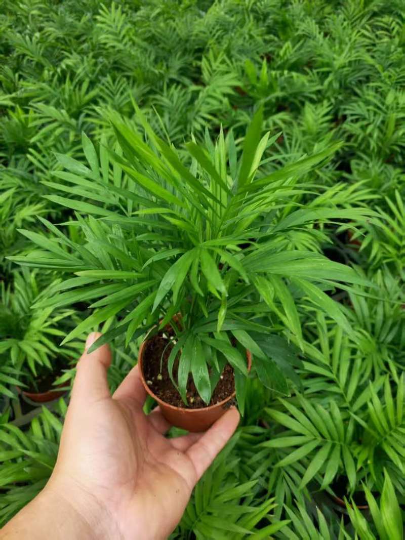 【小森林】袖珍椰子盆栽办公室内桌面好养耐阴植物四季常青小绿植