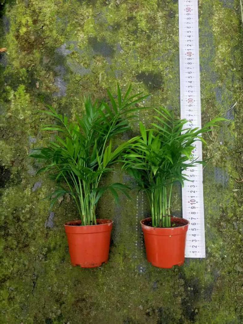 【小森林】袖珍椰子盆栽办公室内桌面好养耐阴植物四季常青小绿植