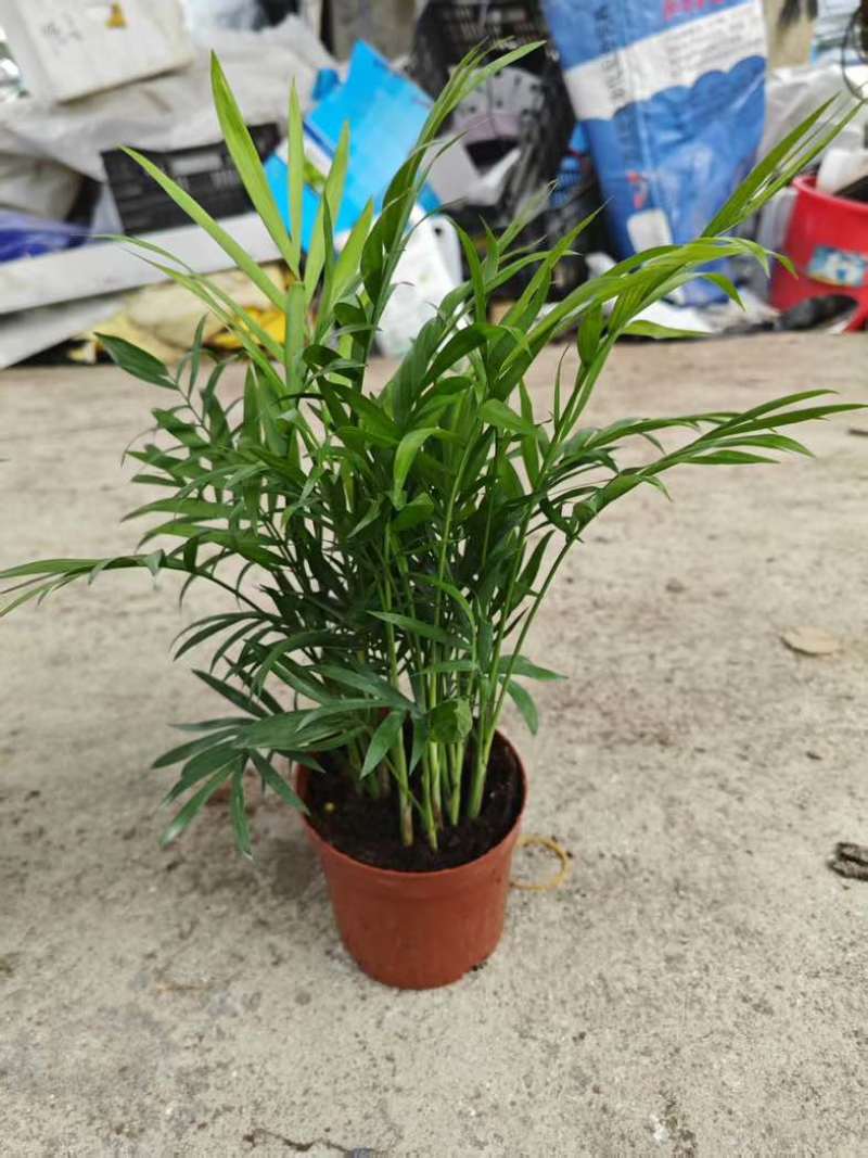 【小森林】袖珍椰子盆栽办公室内桌面好养耐阴植物四季常青小绿植