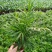 【小森林】袖珍椰子盆栽办公室内桌面好养耐阴植物四季常青小绿植