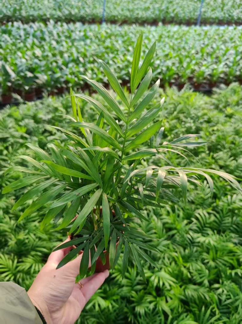 【小森林】袖珍椰子盆栽办公室内桌面好养耐阴植物四季常青小绿植