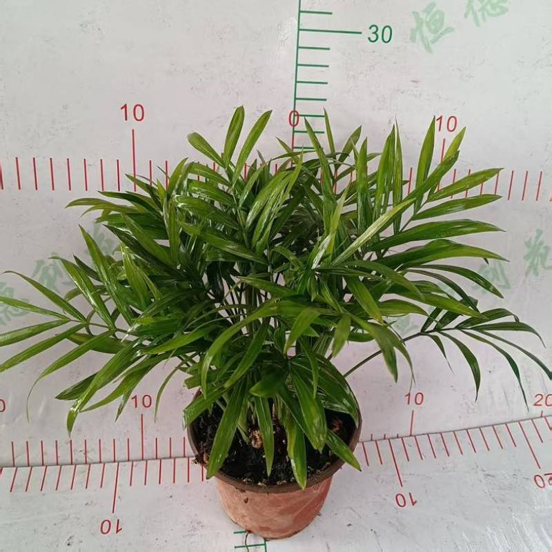 【小森林】袖珍椰子盆栽办公室内桌面好养耐阴植物四季常青小绿植