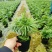 【小森林】袖珍椰子盆栽办公室内桌面好养耐阴植物四季常青小绿植