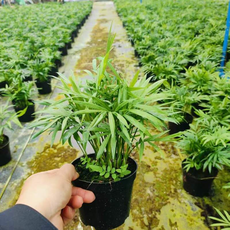 【小森林】袖珍椰子盆栽办公室内桌面好养耐阴植物四季常青小绿植