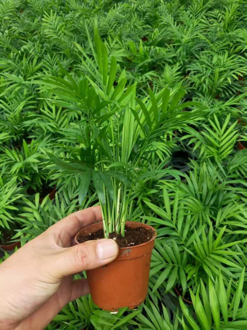 【小森林】袖珍椰子盆栽办公室内桌面好养耐阴植物四季常青小绿植