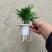 【小森林】袖珍椰子盆栽办公室内桌面好养耐阴植物四季常青小绿植