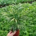 【小森林】袖珍椰子盆栽办公室内桌面好养耐阴植物四季常青小绿植