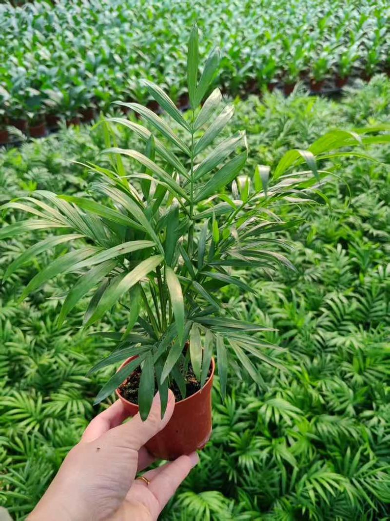 【小森林】袖珍椰子盆栽办公室内桌面好养耐阴植物四季常青小绿植