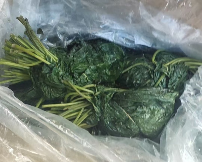 苏子叶