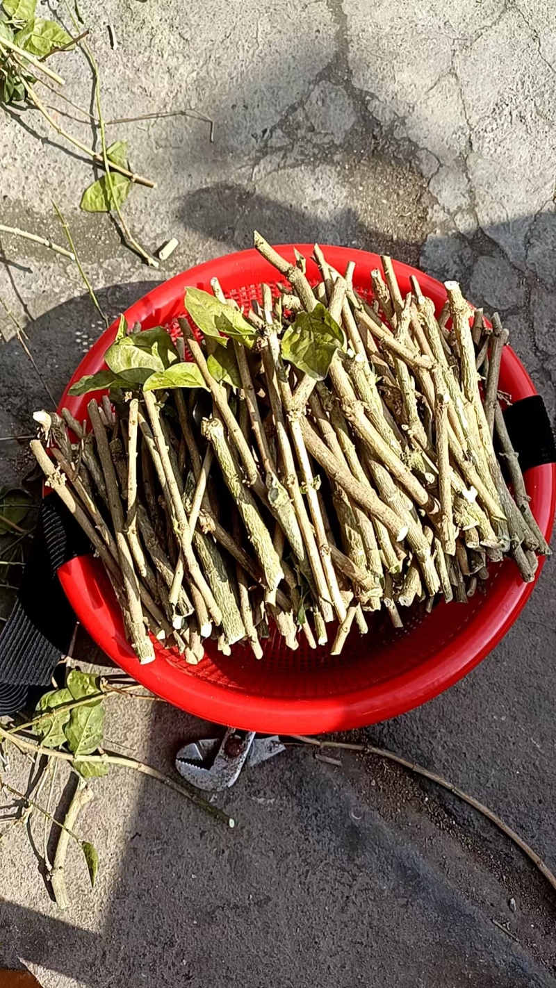 横县茉莉花枝