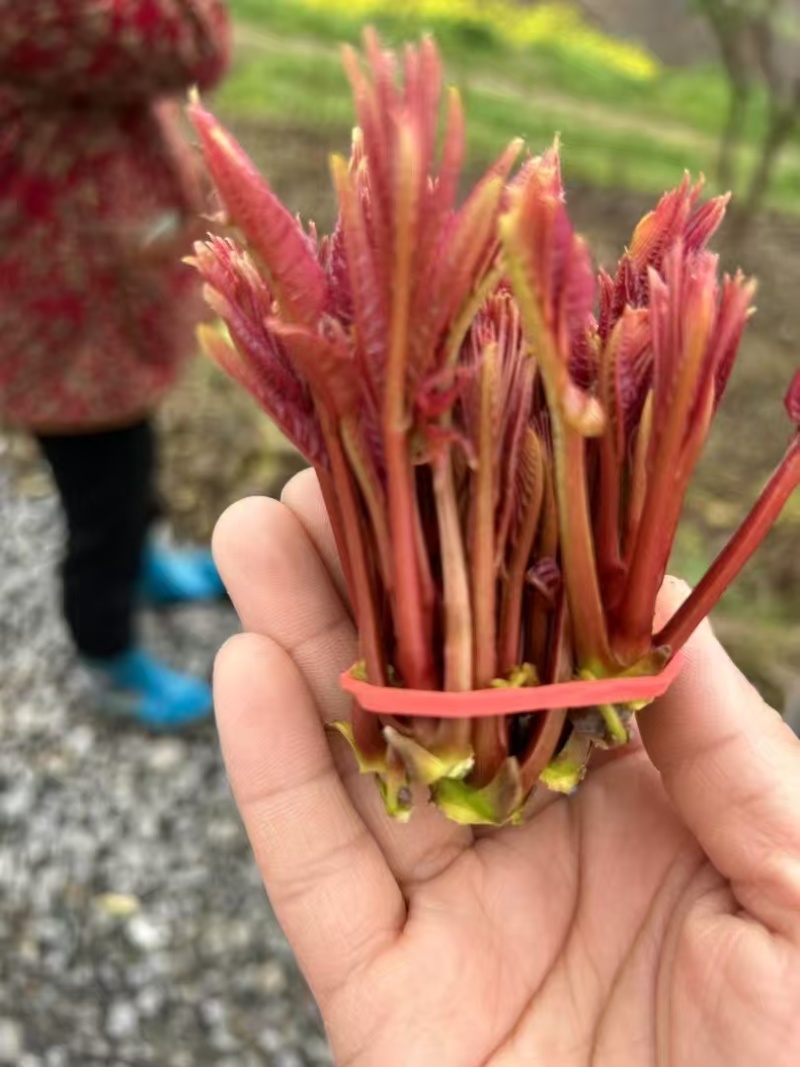 香椿