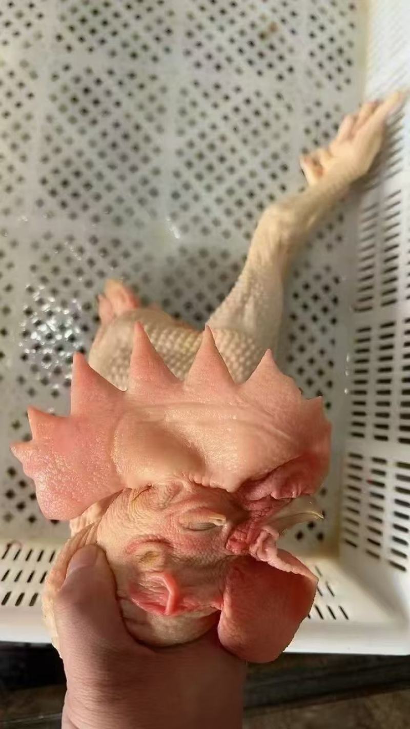 黄脚公鸡黑凤公鸡