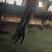 黄脚公鸡黑凤公鸡