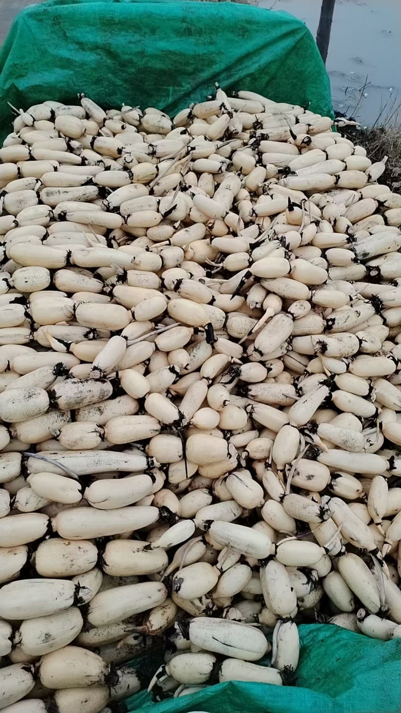 小白123🈶货