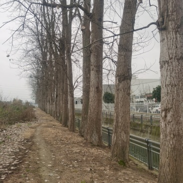 杨树