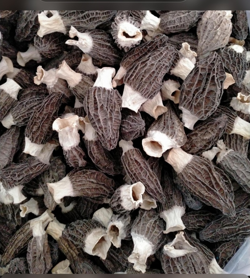 精品羊肚菌基地直供