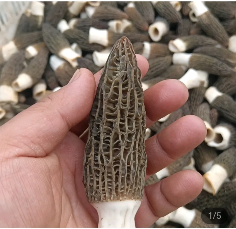 精品羊肚菌基地直供