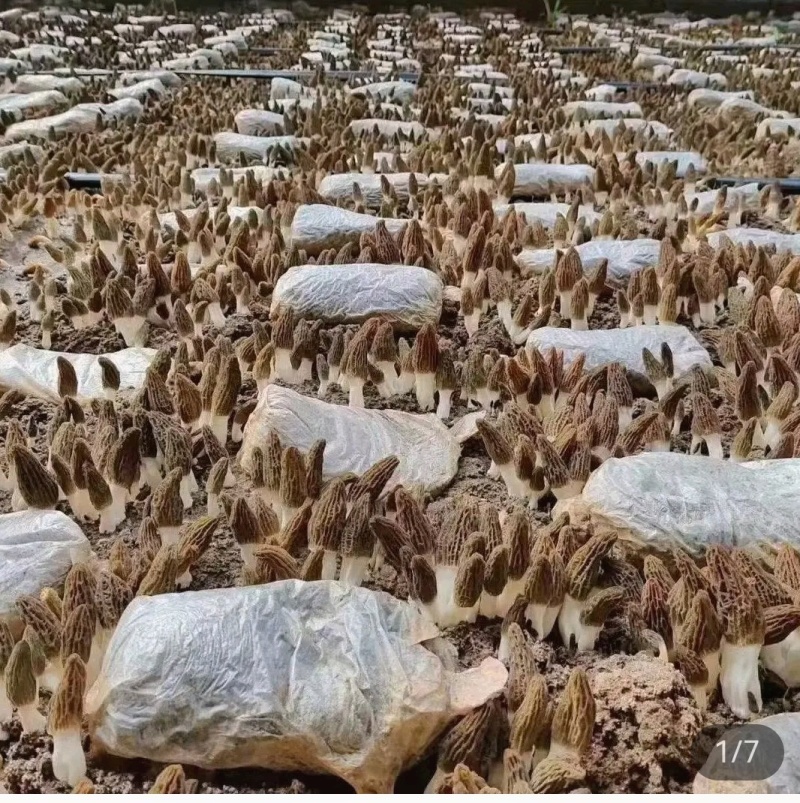 精品羊肚菌基地直供