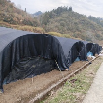 精品羊肚菌基地直供