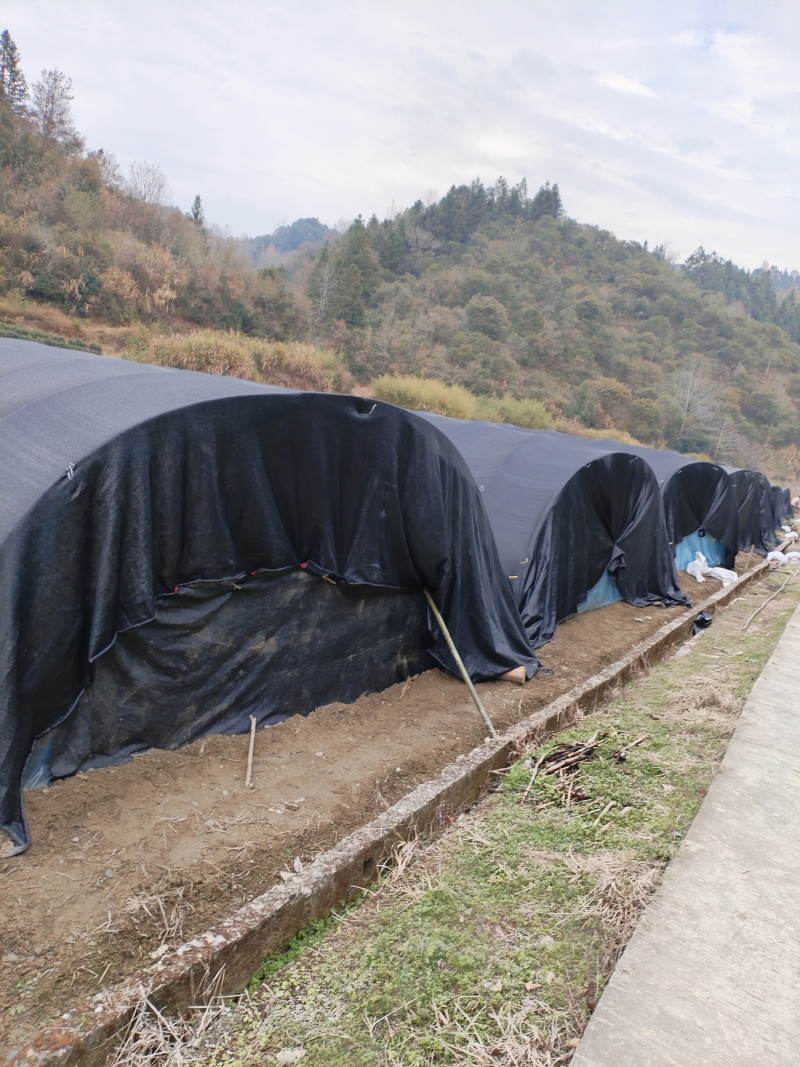 精品羊肚菌基地直供