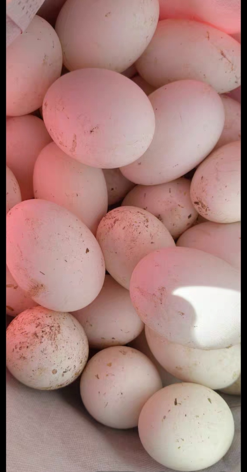 鹅蛋自己家大鹅下的鹅蛋，纯粮食喂养，4块5一个！