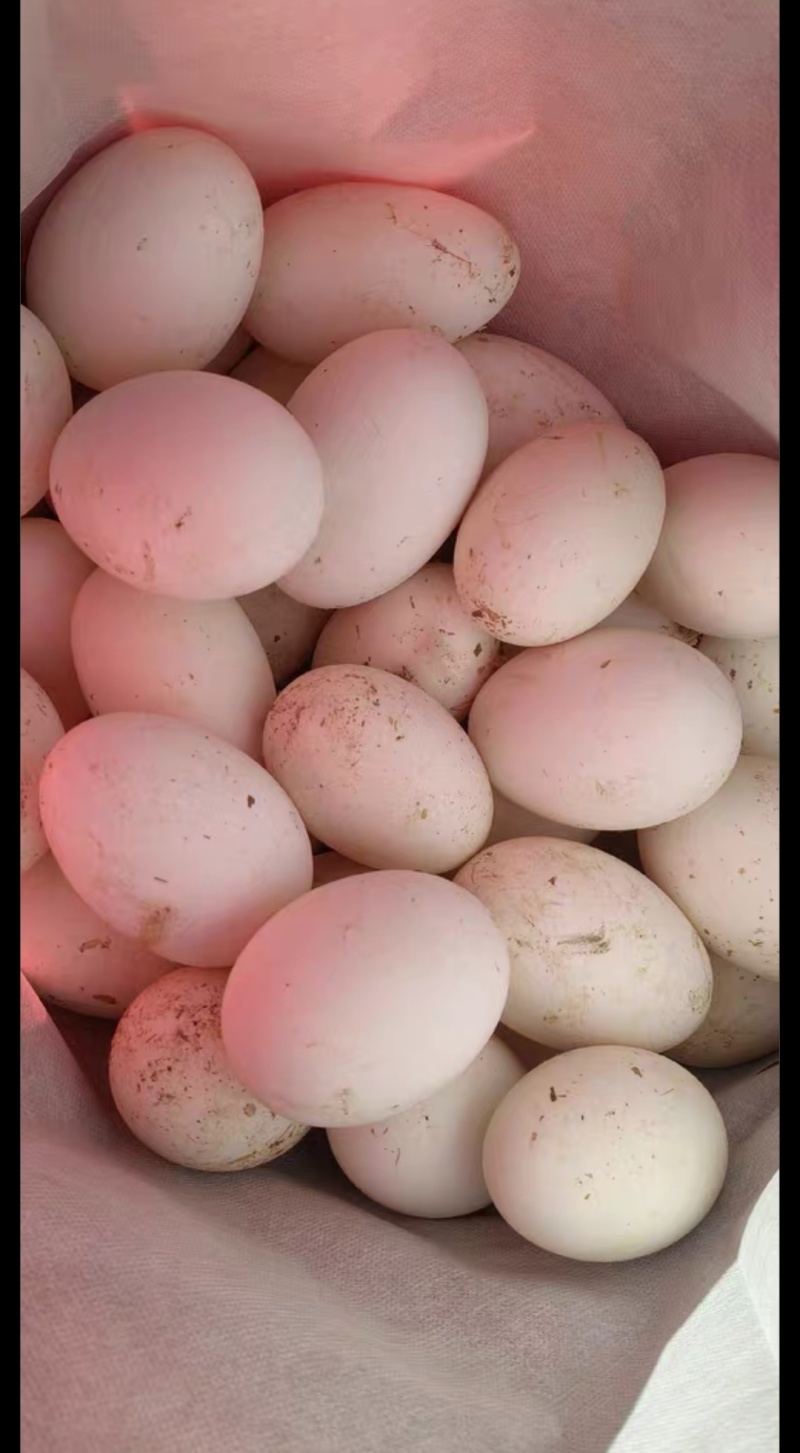 鹅蛋自己家大鹅下的鹅蛋，纯粮食喂养，4块5一个！