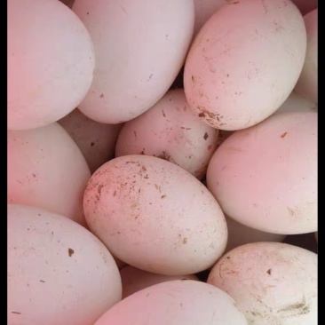 鹅蛋自己家大鹅下的鹅蛋，纯粮食喂养，4块5一个！