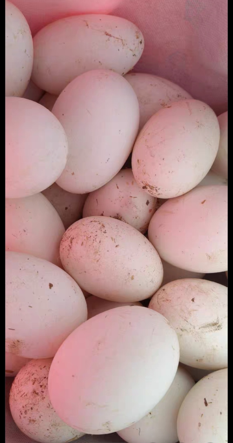 鹅蛋自己家大鹅下的鹅蛋，纯粮食喂养，4块5一个！