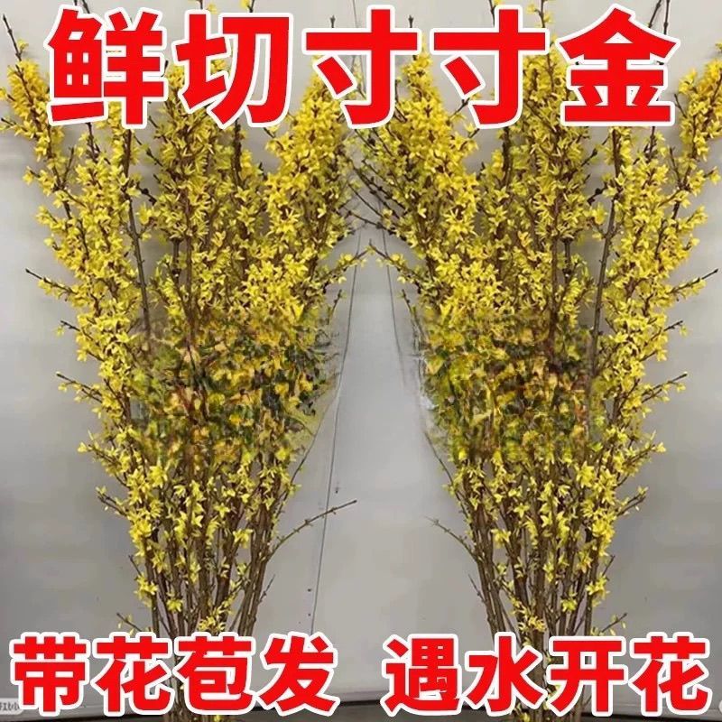 寸寸金鲜切花各种规格