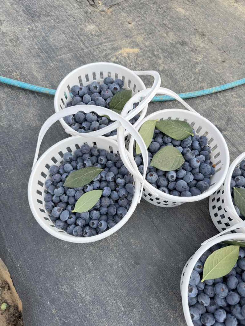 云南高原花香蓝莓和L11蓝莓，量大，各规格均有。