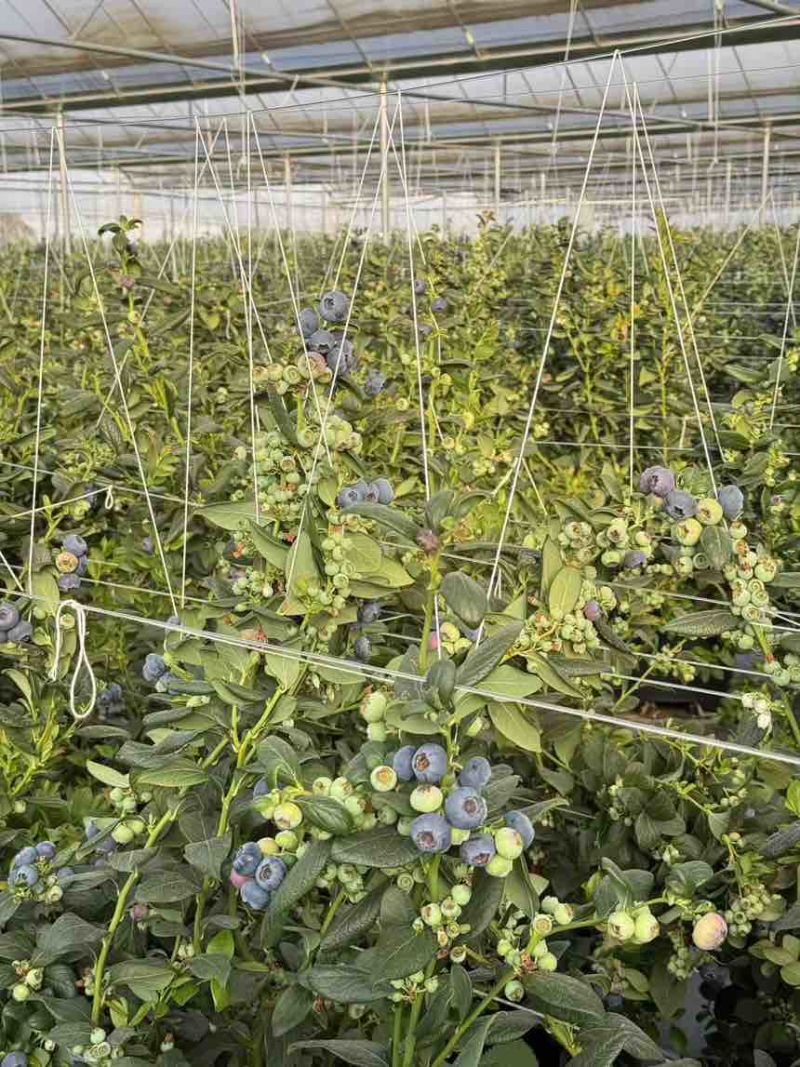 云南高原花香蓝莓和L11蓝莓，量大，各规格均有。