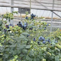 云南高原花香蓝莓和L11蓝莓，量大，各规格均有。