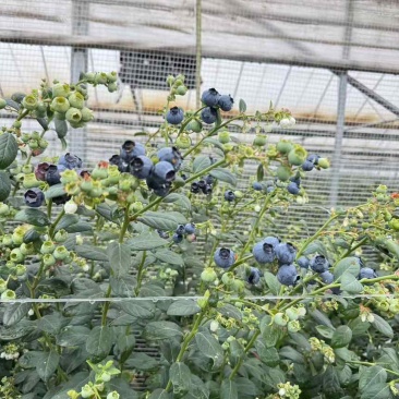 云南高原花香蓝莓和L11蓝莓，量大，各规格均有。