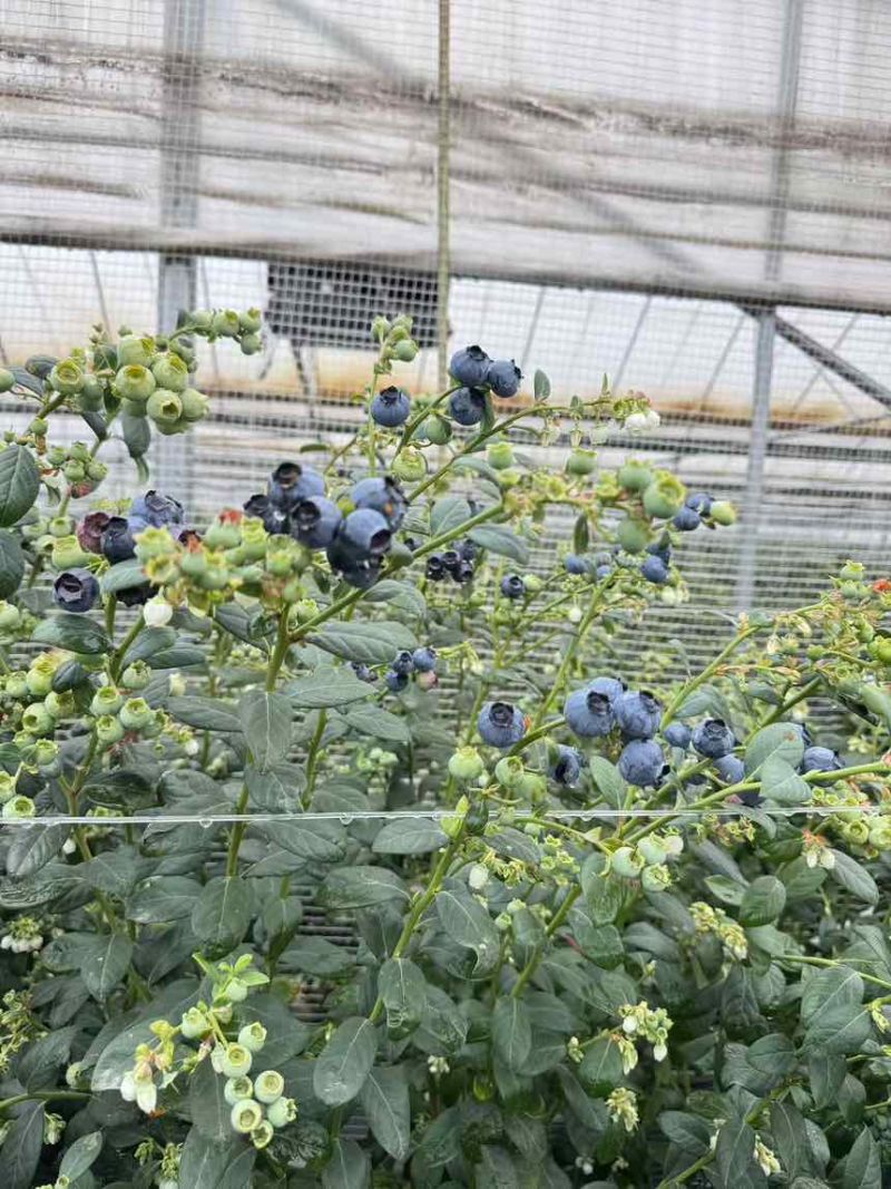 云南高原花香蓝莓和L11蓝莓，量大，各规格均有。