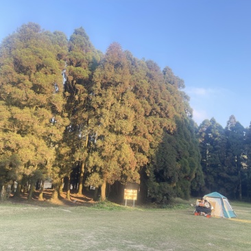 岗松