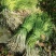 新鲜现挖河南本地野生小蒜葱春季尝鲜